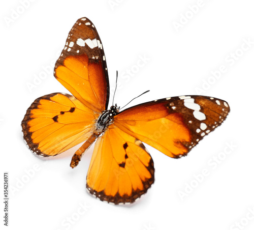 Beautiful butterfly on white background © Pixel-Shot