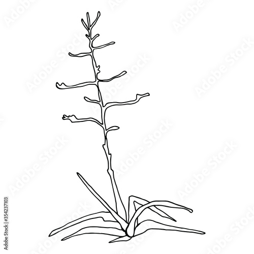 Vector. Agave flowers for graphic design. Floral Design elements for invitation, for printing. 