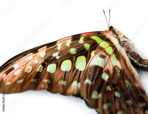 Beautiful butterfly on whit...