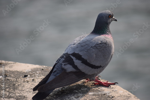 A blue rock pigeon thinking about life.