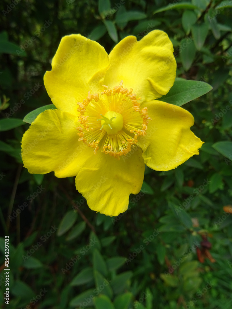 Fleur de millepertuis Fleur de millepertuis