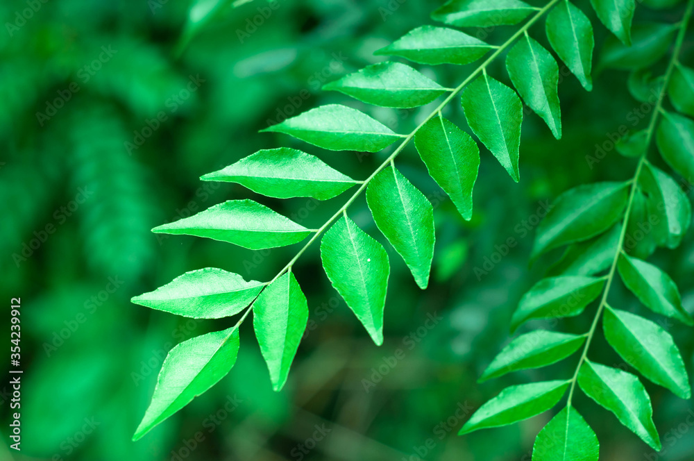 Obraz premium Green leaves and leaf structure