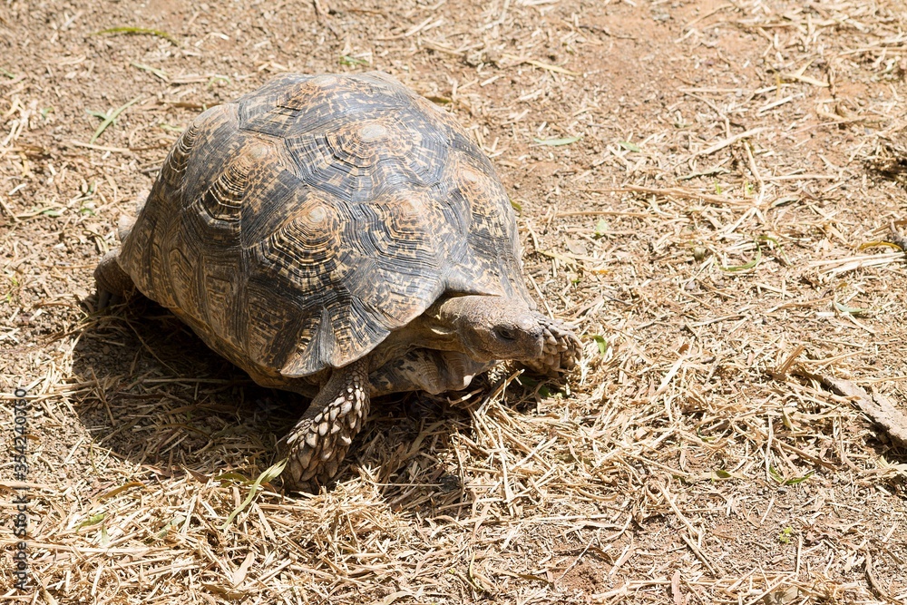 Obraz premium Tortoise