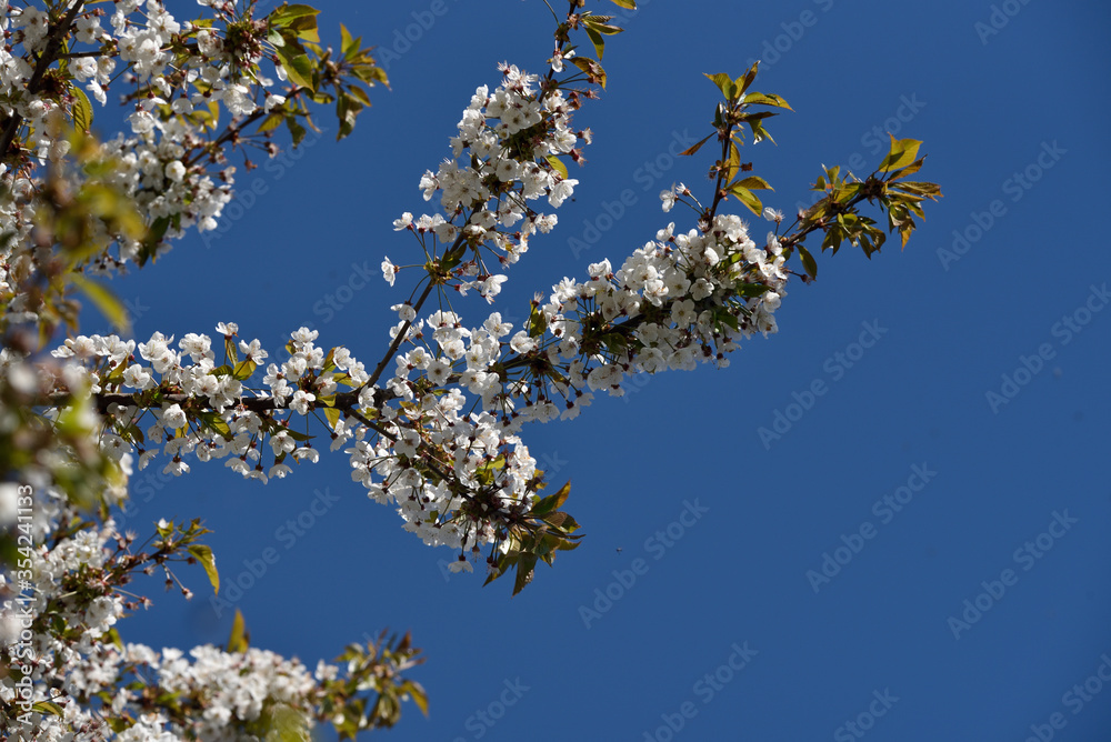 spring white cherry blossoms, against a background of blue sky