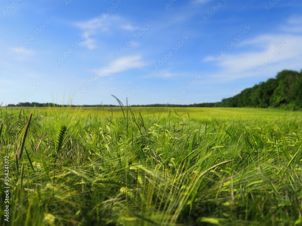 Rice Farm 05 Rice Farm 05