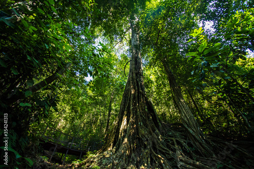 A huge banyan tree