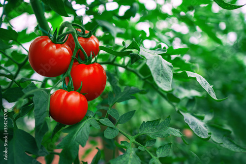 Fototapeta Red Tomatoes in a Greenhouse. Horticulture. Vegetables