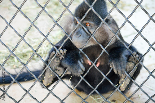 Black Crested Mangabey in Enclosure photo