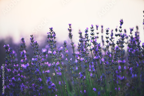 Lavender flower in the field