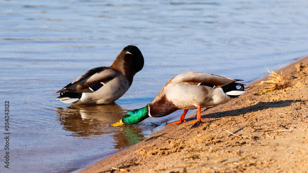 Naklejka premium Two Drake, Mallard ducks (Anas platyrhynchos) on the bank of the lake