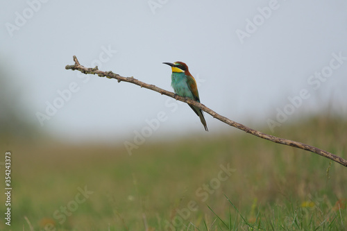 European Bee-Eater - Merops Apiaster on a branch , exotic colorful migratory bird