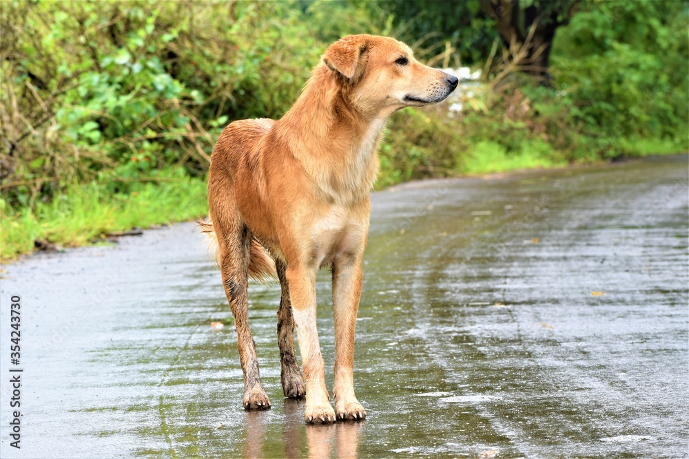 Street Dog: A unpaid watchman