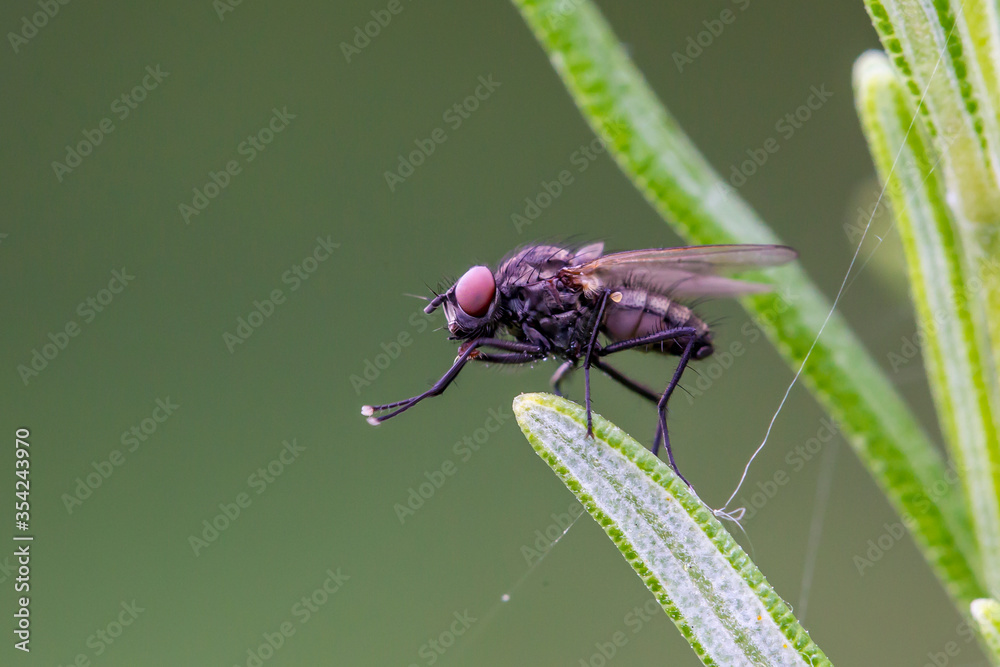 mosca