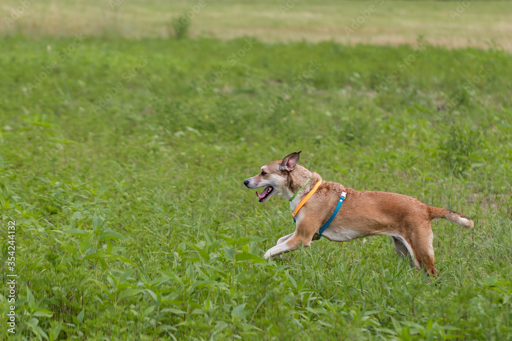 Cane nel prato