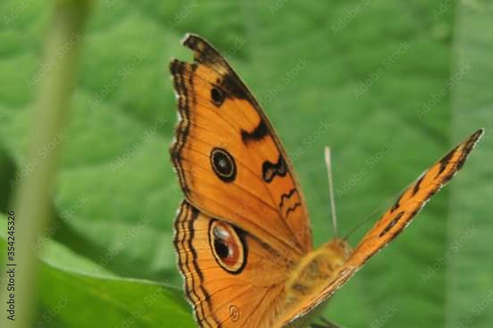 Obraz premium Sun Set Scene and Beauty of Nature