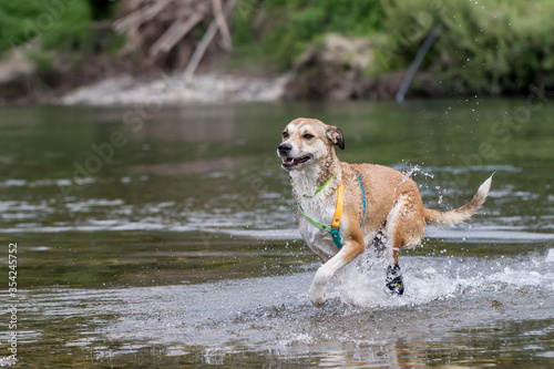 Cane nel fiume