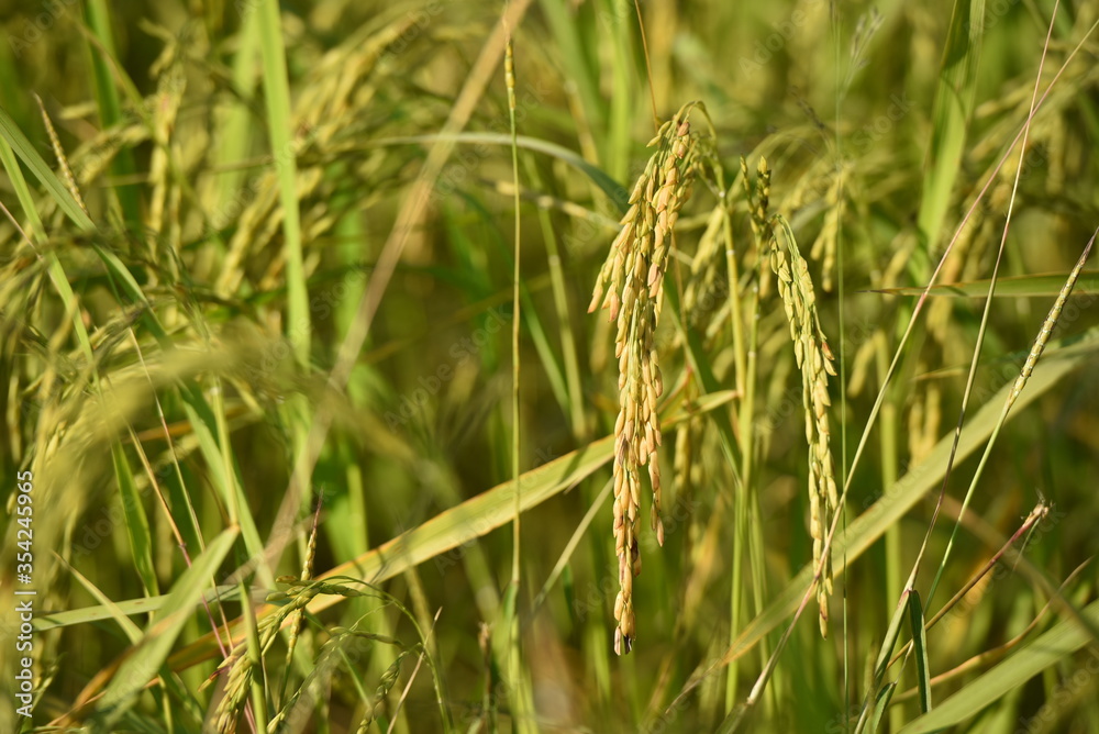 close up of yellow green rice field. close up of yellow green rice field.