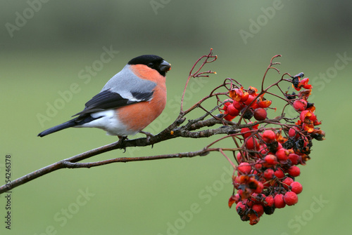 Fotografering Male of Eurasian bullfinch with the first light of day, Pyrrhula pyrrhula