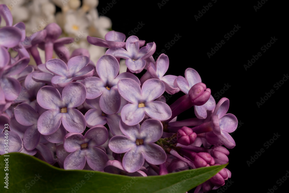 Branch with spring lilac flowers on black background. Soft focus shot