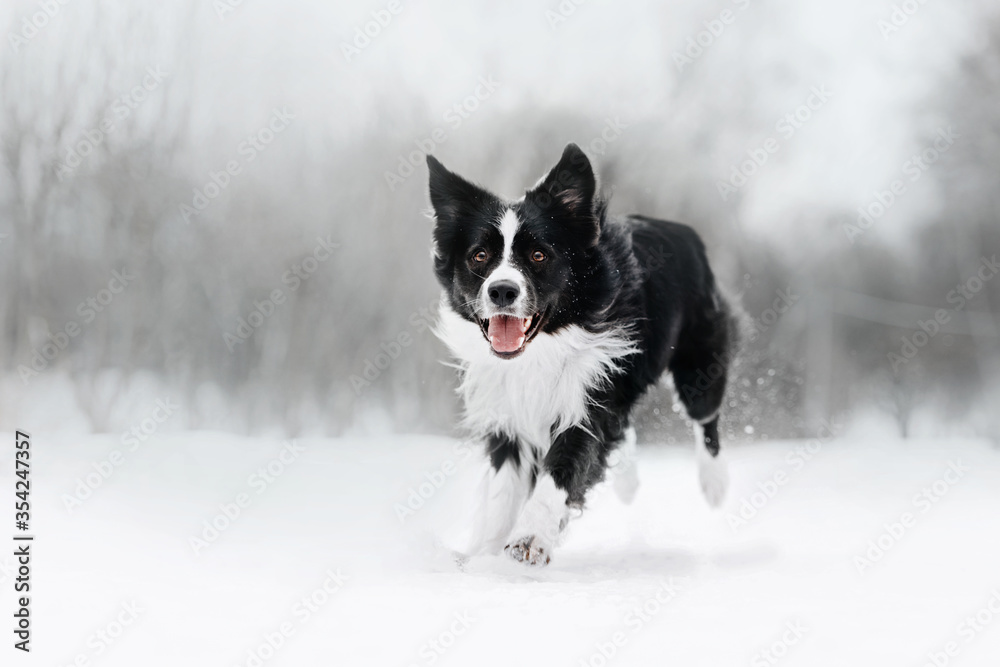 happy border collie dog running outdoors in winter