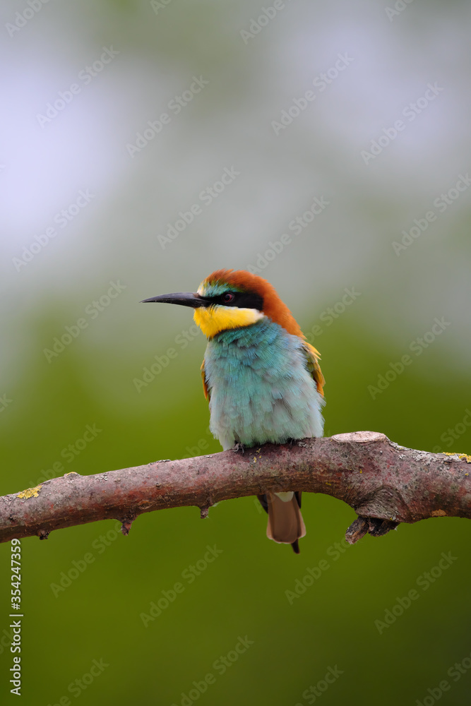 European Bee-Eater - Merops Apiaster on a branch , exotic colorful migratory bird European Bee-Eater - Merops Apiaster on a branch , exotic colorful migratory bird