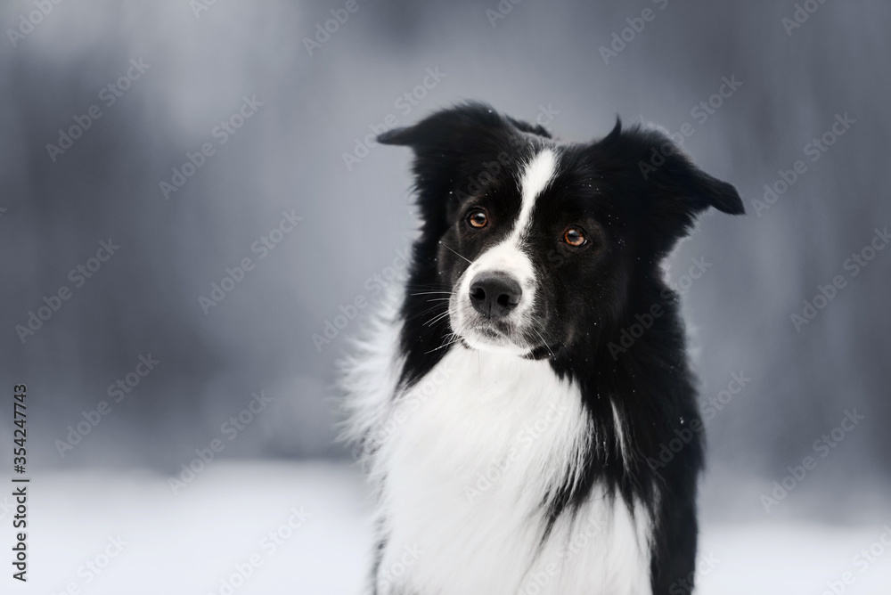 black and white border collie dog posing in winter