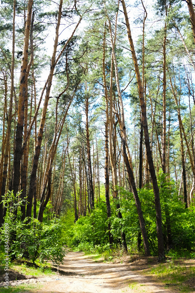 Fototapeta premium Pine forest, beautiful green landscape