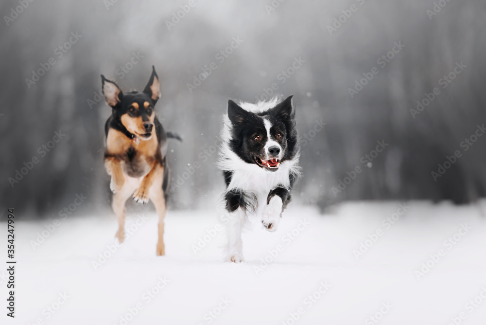 Can Border Collies Run Long Distances In Cold Weather