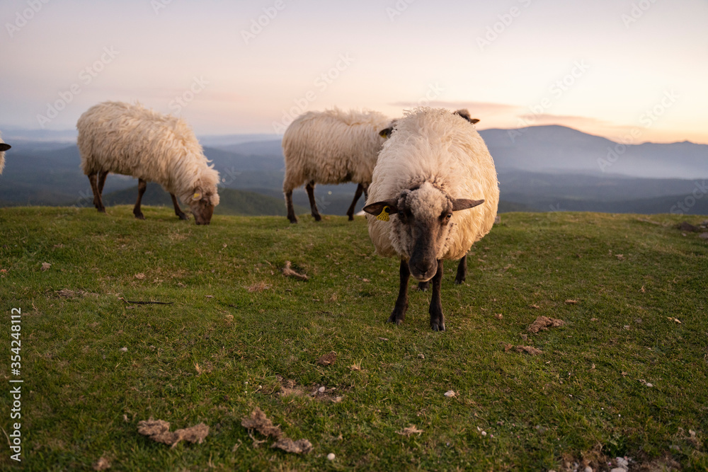 Fototapeta premium sheeps in the mountains in basque country, spain