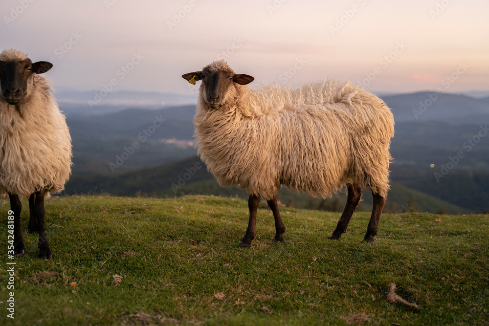 Obraz premium sheeps in the mountains in basque country, spain