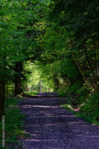 Chemin dans les sous-bois