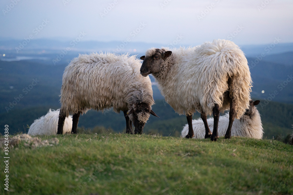 sheeps in the mountains in basque country, spain sheeps in the mountains in basque country, spain