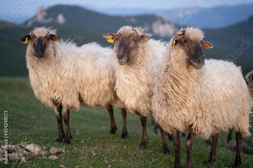 Fototapeta Naklejka Na Ścianę i Meble -  sheeps in the mountains in basque country, spain