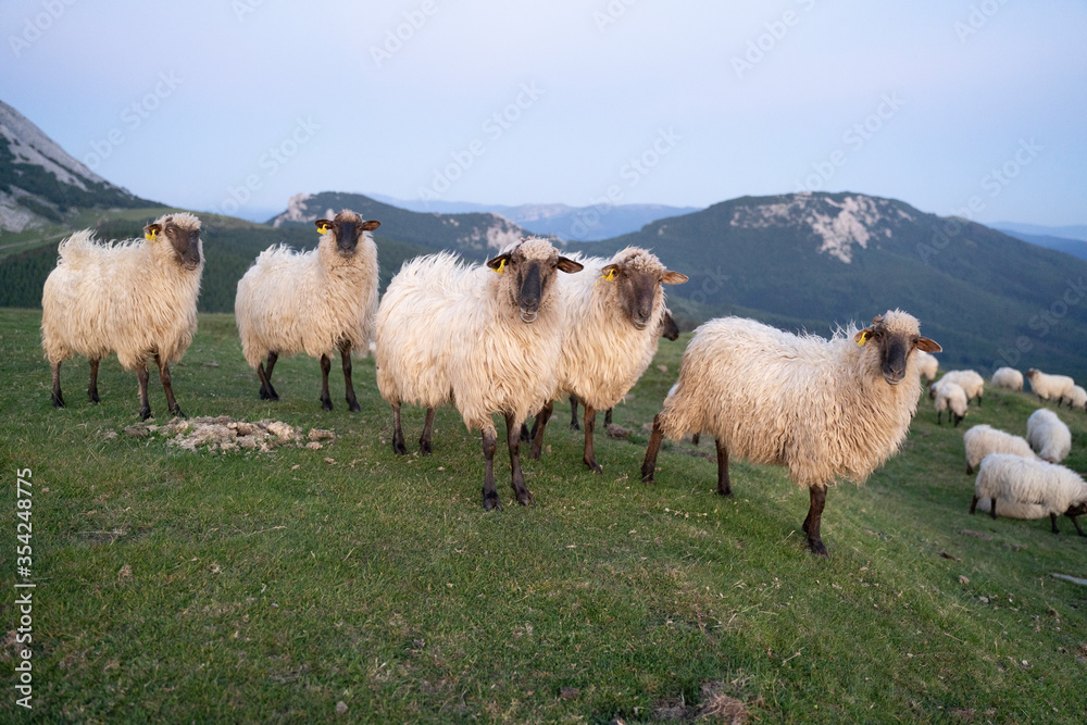 sheeps in the mountains in basque country, spain