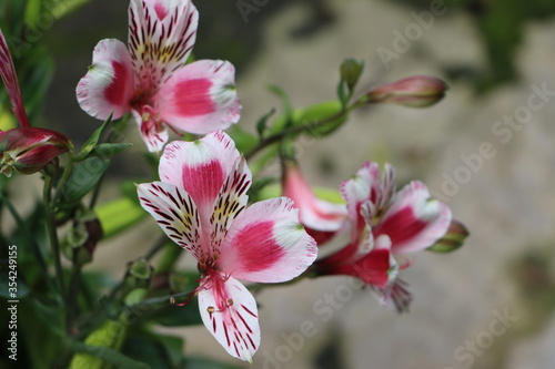 Beautiful peruvian lily or Alstroemeria flowers, lily of the Incas, flowering plants in Sikkim India, tourist attraction
