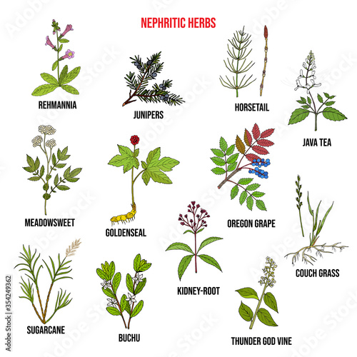 Nephritic herbs for kidney disease