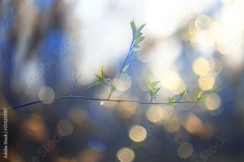 abstract sunny day background in spring forest, branches with buds and young leaves in the sunlight