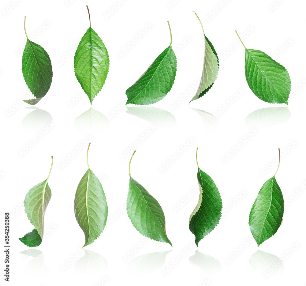 Set of fresh spring green leaves close-up isolated on a white background