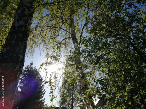 Cherry blossoms and birch in the sunlight