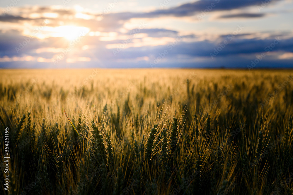 Open wheat field at sunset.