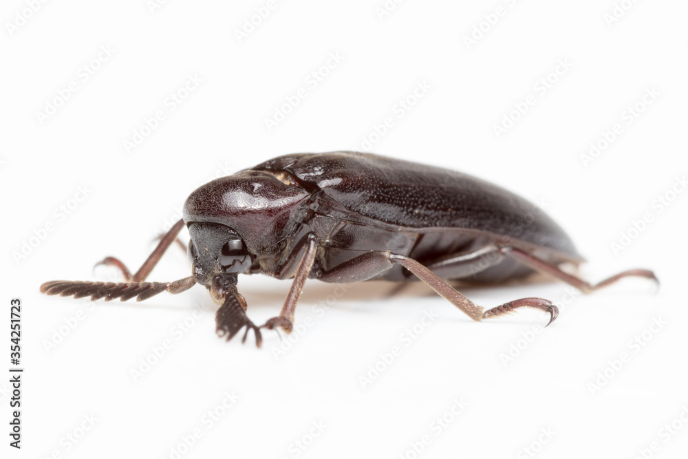 Naklejka premium Bug on white background