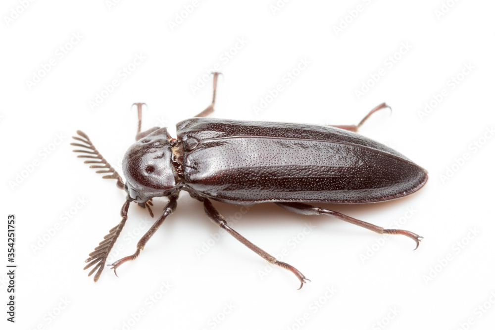 Bug on white background