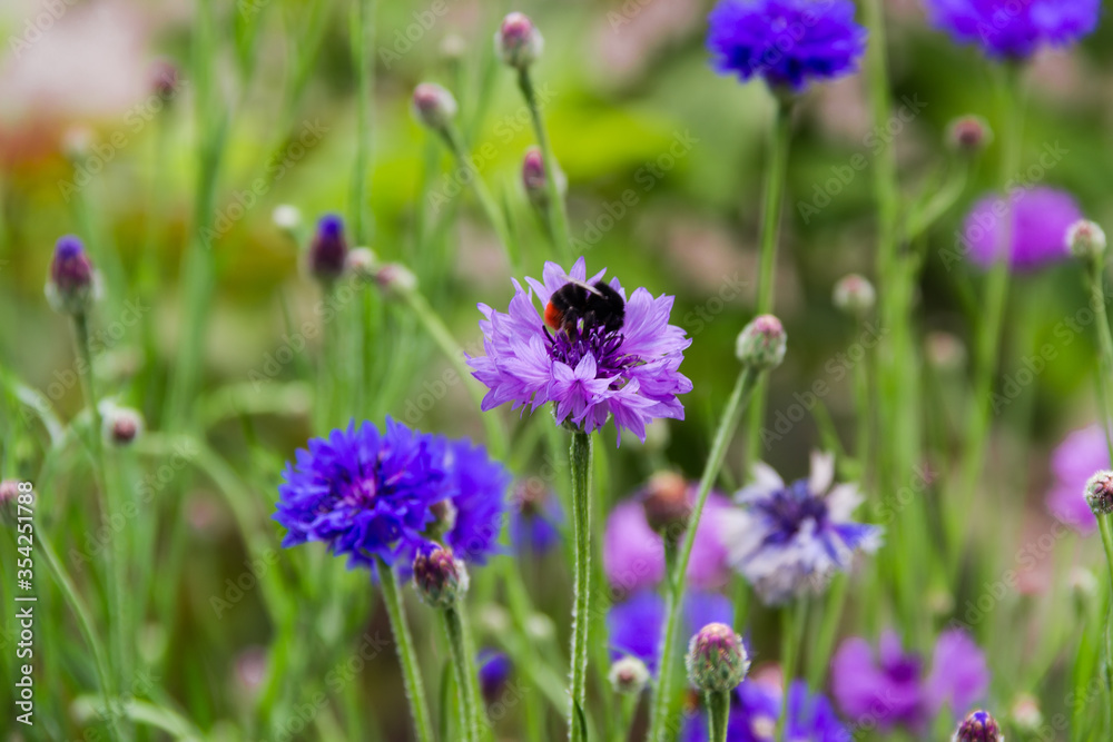 Purple cornflower with bumblebee close-up in selective focus Purple cornflower with bumblebee close-up in selective focus