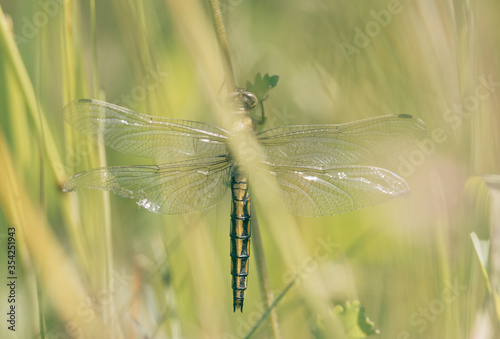 Aeshna viridis, the green hawker, hidden in the grass, protected nature area, travel location, Dutch wildlife, beautiful big insect, Volgermeerpolder Amsterdam