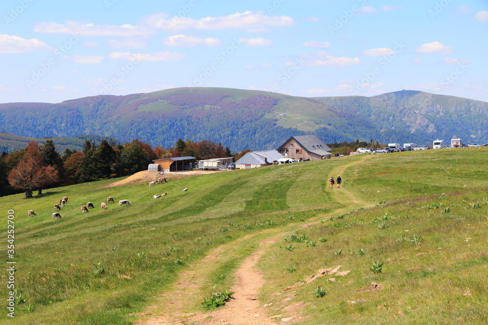 Paysage de la Vallée de Munster en Alsace avec ses vaches et randonneurs