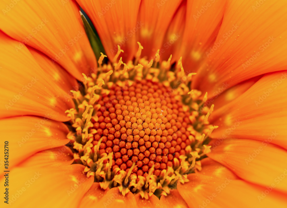 orange flower with pollen as background