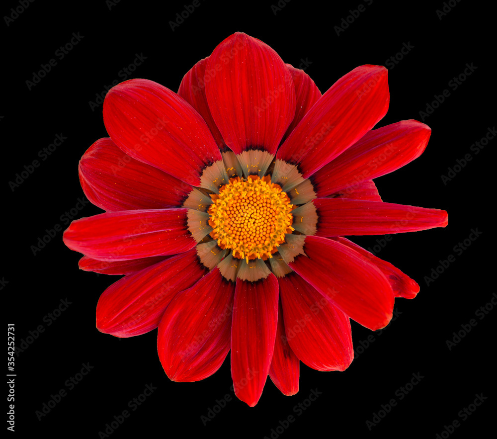 red flower on a black background