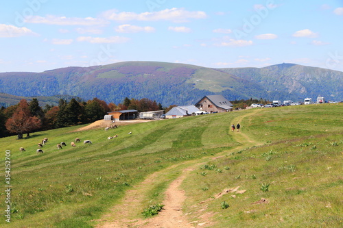 Paysage de la Vallée de Munster en Alsace avec ses vaches et randonneurs photo