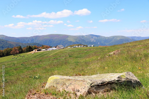 Paysage de la Vallée de Munster en Alsace avec ses vaches et randonneurs photo