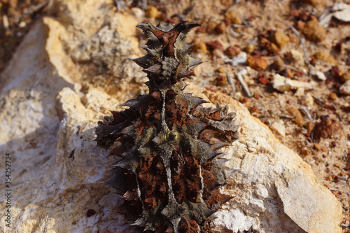 Camouflaged Thorny devil, Moloch horridus, ant-eating lizard in Western Australia, view from above